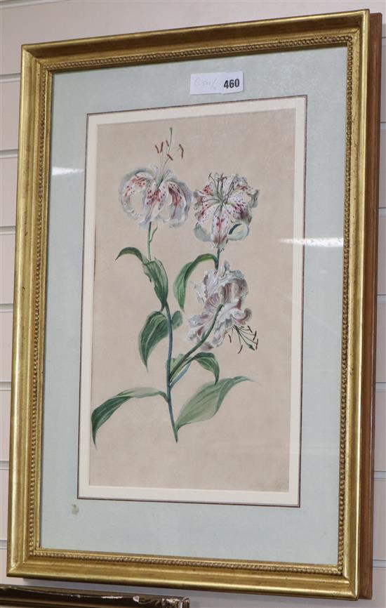 A 19th century French watercolour and gouache study of a lily, indistinctly signed in pencil, 45 x 29cm